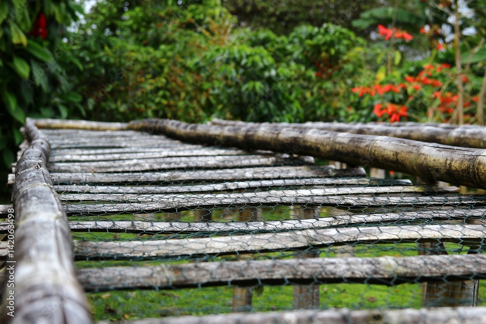 Bamboo raised beds for drying coffee in Boquete, Panama