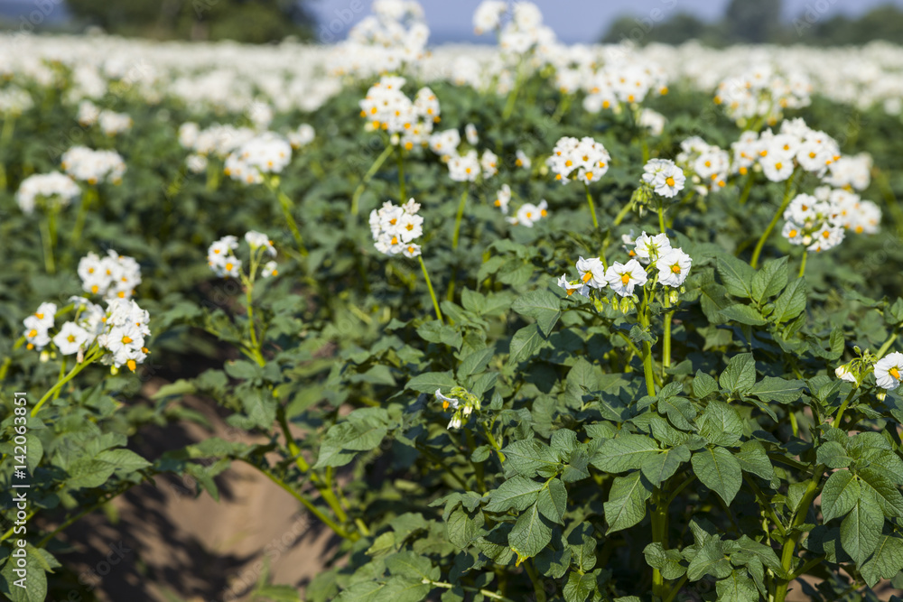 Flowering potatoes on a field close-up