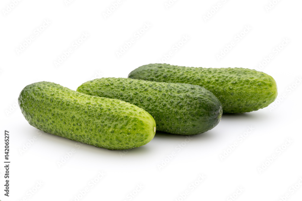 The first spring ecologically cucumbers. The first spring ecologically cucumbers.