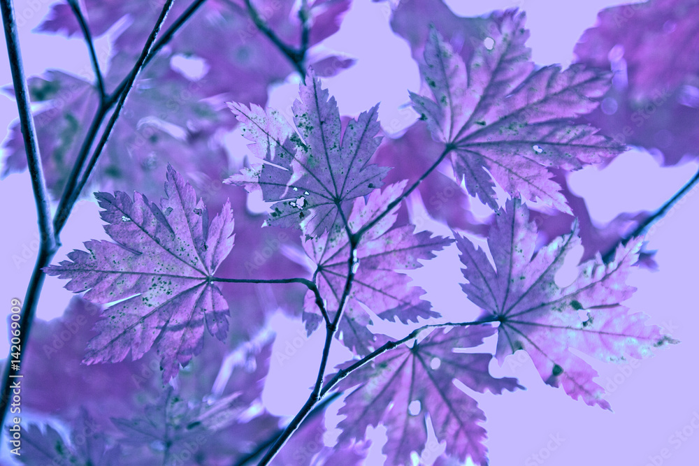 Purple abstract leaves of maple tree isolated on white background. Beautiful surreal nature close - branch with leaves.