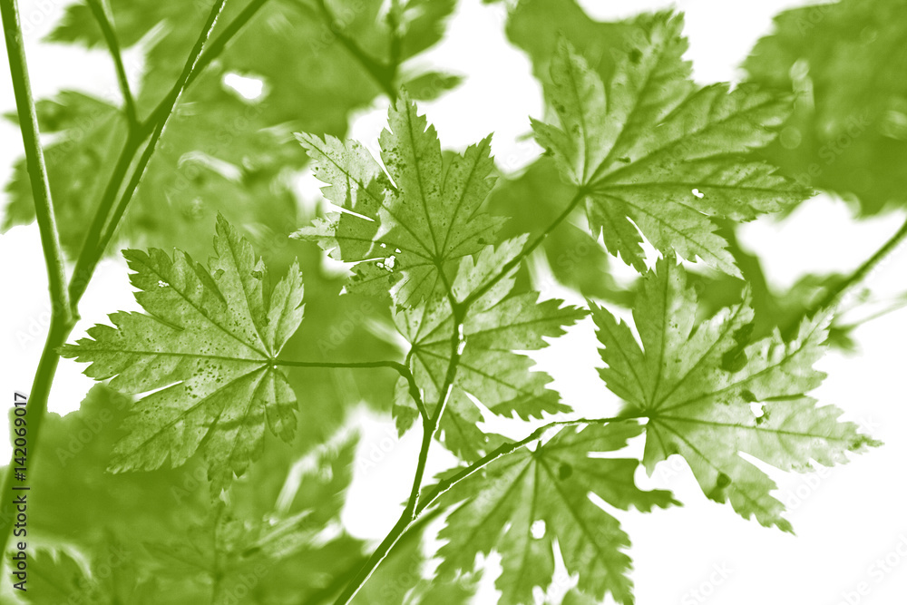 Green leaf of maple tree isolated on white background. Beautiful delicate nature close - branch with leaves. Green leaf of maple tree isolated on white background. Beautiful delicate nature close - branch with leaves.