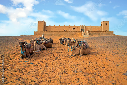 Camels in the Erg Shebbi desert in Morocco photo