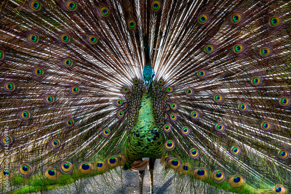 Obraz premium Peacock