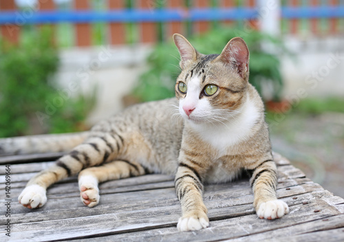 Striped cat lying on wood ground
