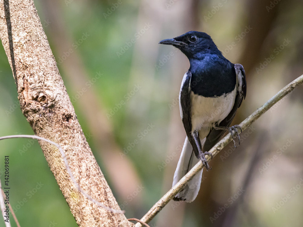 Obraz premium Image of bird on the branch on natural background. Oriental Magpie Robin (Copsychus saularis)
