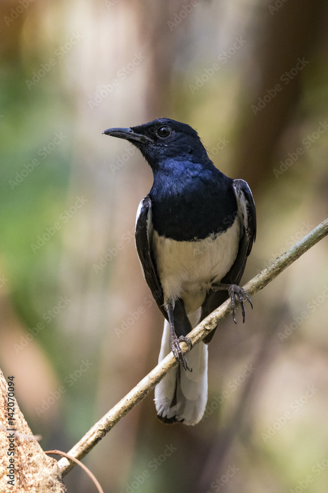 Image of bird on the branch on natural background. Oriental Magpie Robin (Copsychus saularis) Image of bird on the branch on natural background. Oriental Magpie Robin (Copsychus saularis)