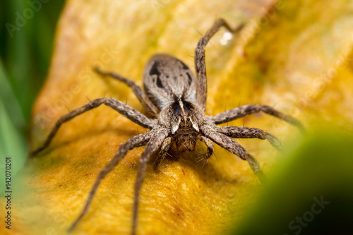 Spider macro close up