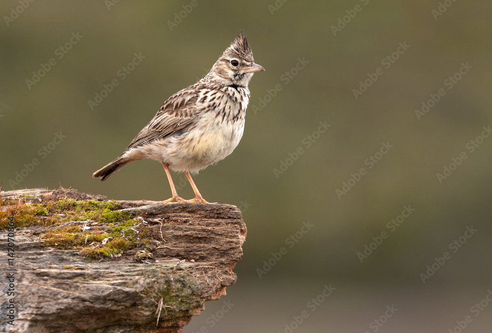 Thekla lark. Galerida theklae Thekla lark. Galerida theklae