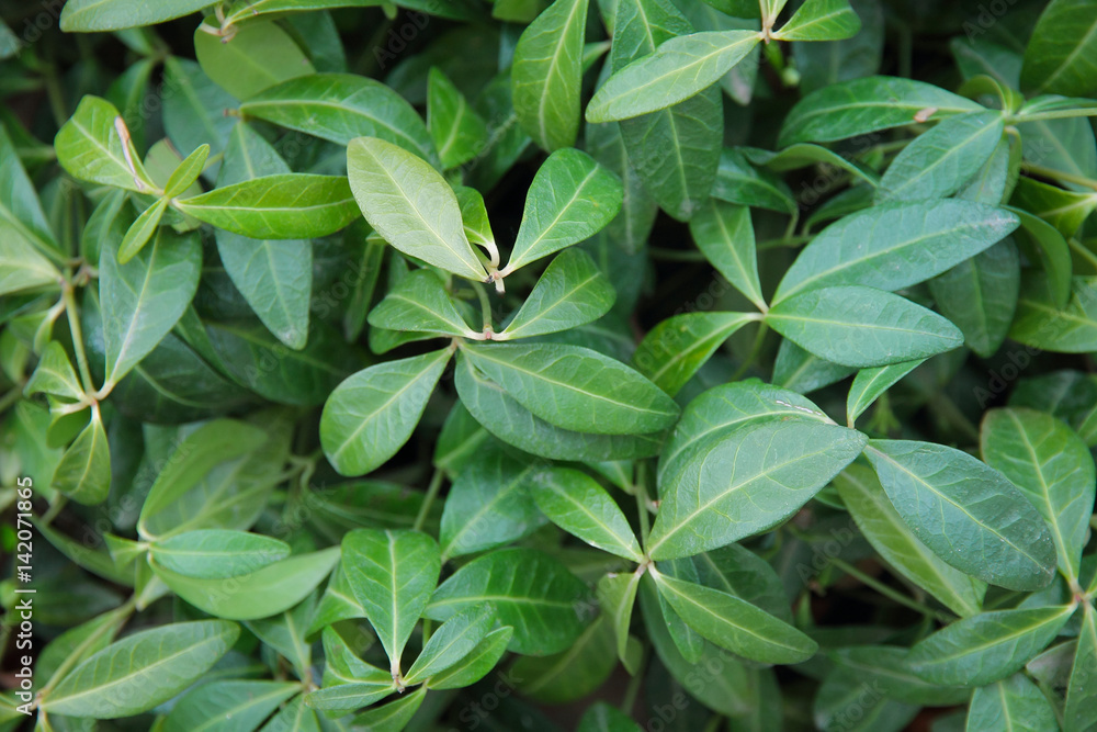 Green leaf texture. Foliage background. Periwinkle. Green leaf texture. Foliage background. Periwinkle.