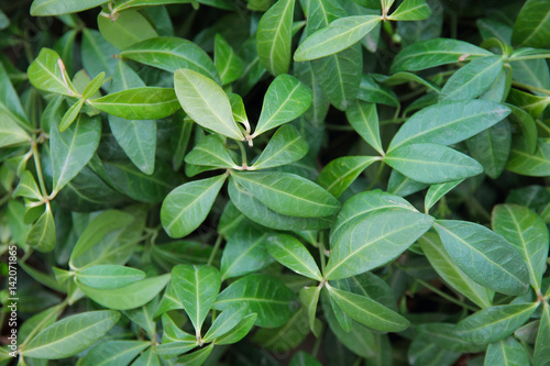 Green leaf texture. Foliage background. Periwinkle.