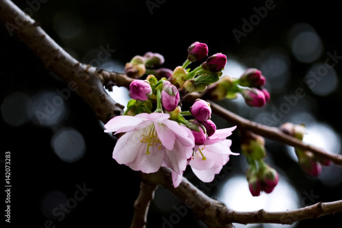 Closeup on a beautiful cherry tree branch with opening flower buds on dark background.