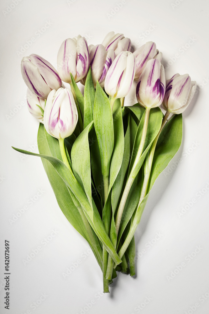 Pink tulips Pink tulips