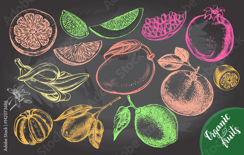 Ink hand drawn set of different kinds of citrus and tropical fruits. Food elements collection for design, Vector illustration.