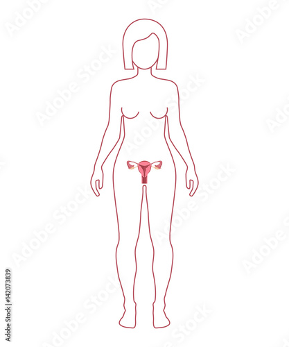 Female Reproductive System