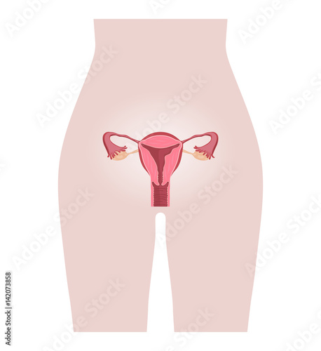 Female Reproductive System