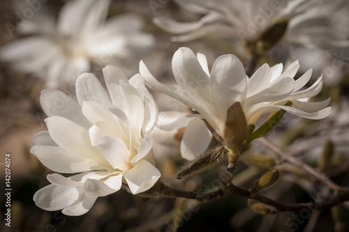 Fototapeta Naklejka Na Ścianę i Meble -  Two white magnolia blossoms in full splendor on slightly blurred background. 