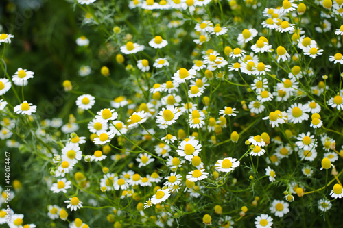 Mayweed flower