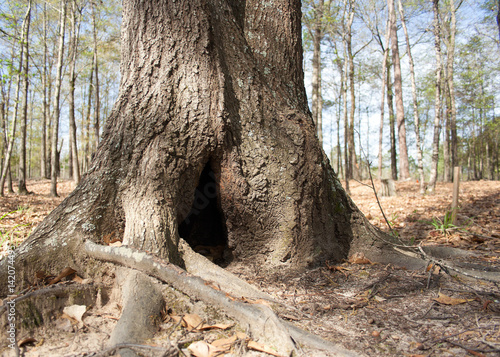 Tree with opening at ground level