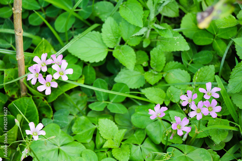 Fototapeta Naklejka Na Ścianę i Meble -  Wild Geranium flower