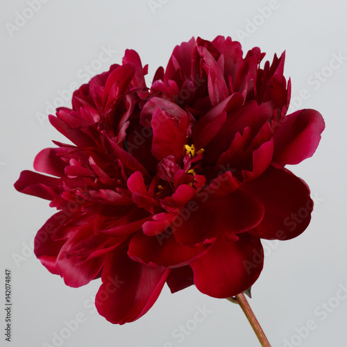 A peony flower of a dark burgundy color isolated on a gray background.