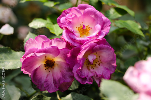 Wild purple rose flowers
