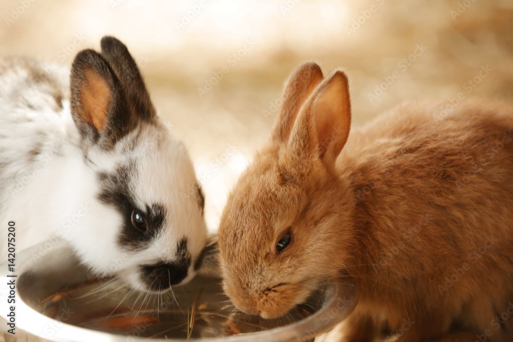 Obraz premium Śliczne śmieszne króliki w ogrodzie zoologicznym