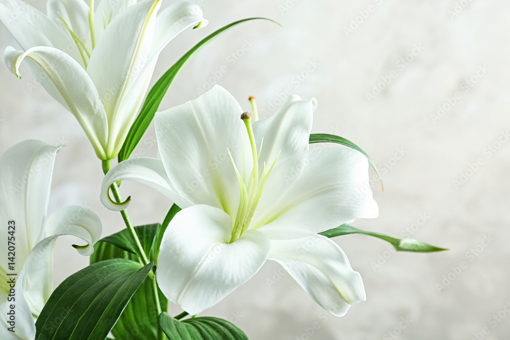 Fototapeta premium Piękne białe lilie na jasnym tle, zbliżenie
