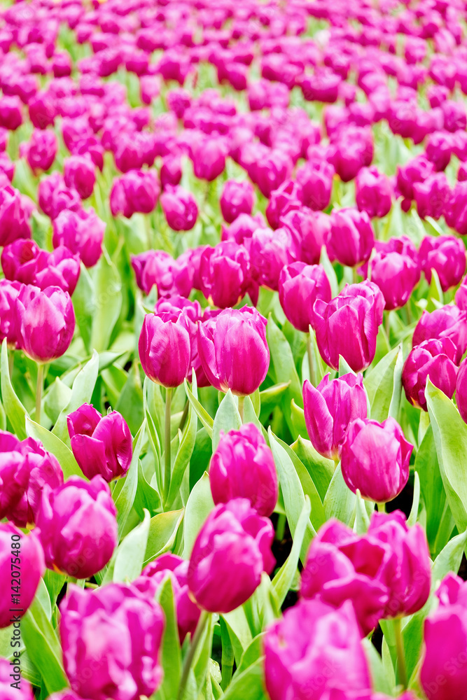 Tulips garden Tulips garden