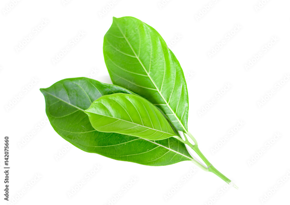 jackfruit on white background jackfruit on white background