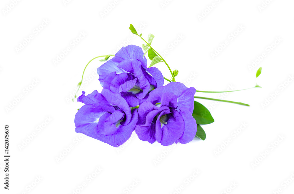 Pea flowers on white background Pea flowers on white background