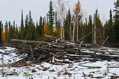 Slash piles left after clear cutting