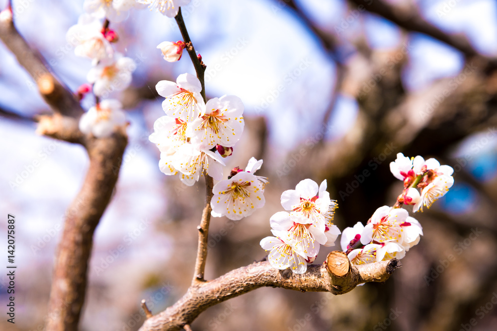 Obraz premium 高尾の梅