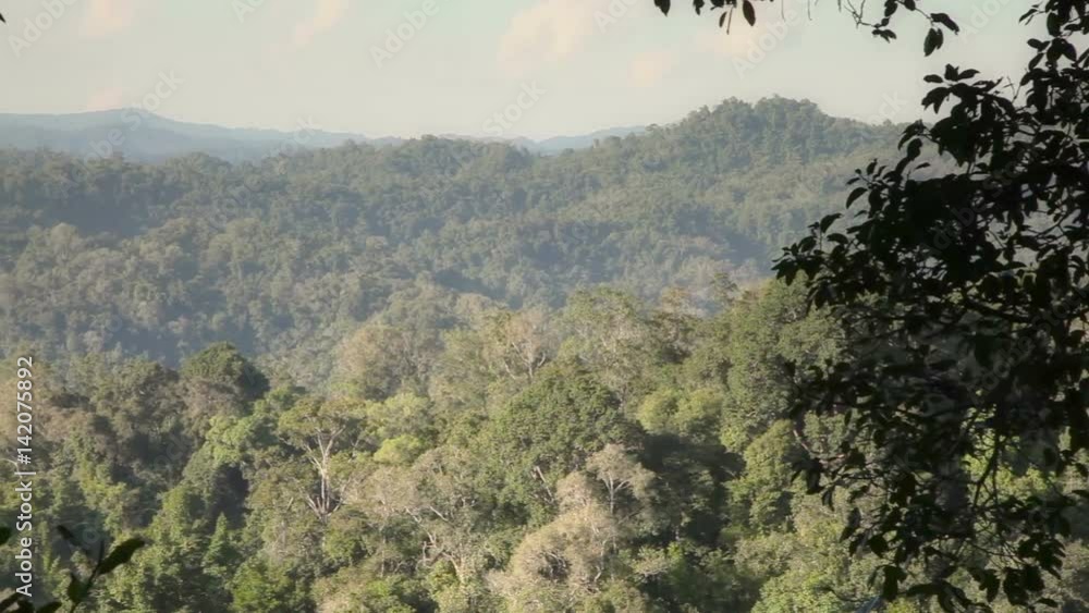 Panoramic View Of The Lush Tropical Plants in Laos Panoramic View Of The Lush Tropical Plants in Laos