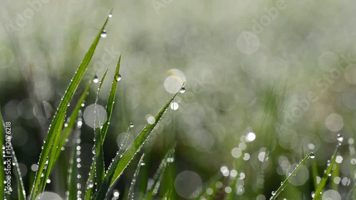 Fresh green spring grass with dew drops closeup.
