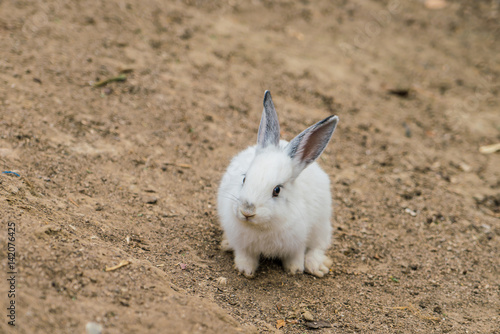 Rabbit for easter holiday ( Filtered image processed vintage effect. ) .