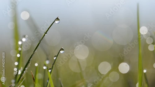 Fresh green spring grass with dew drops closeup.