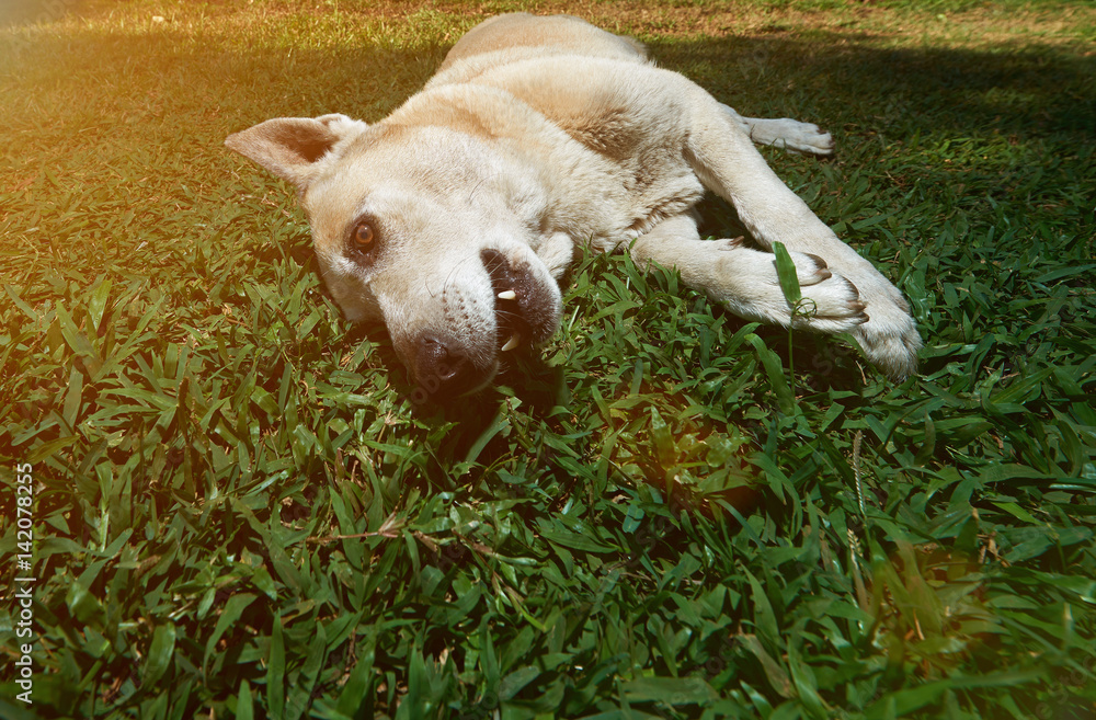 One german shepherd lay on grass One german shepherd lay on grass