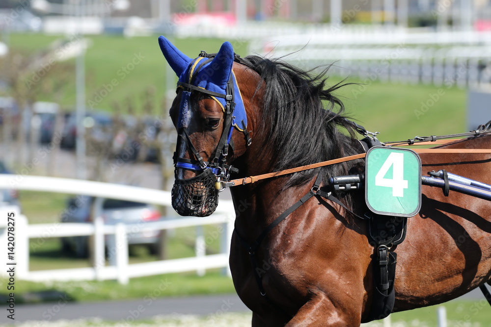Obraz premium cheval de courses