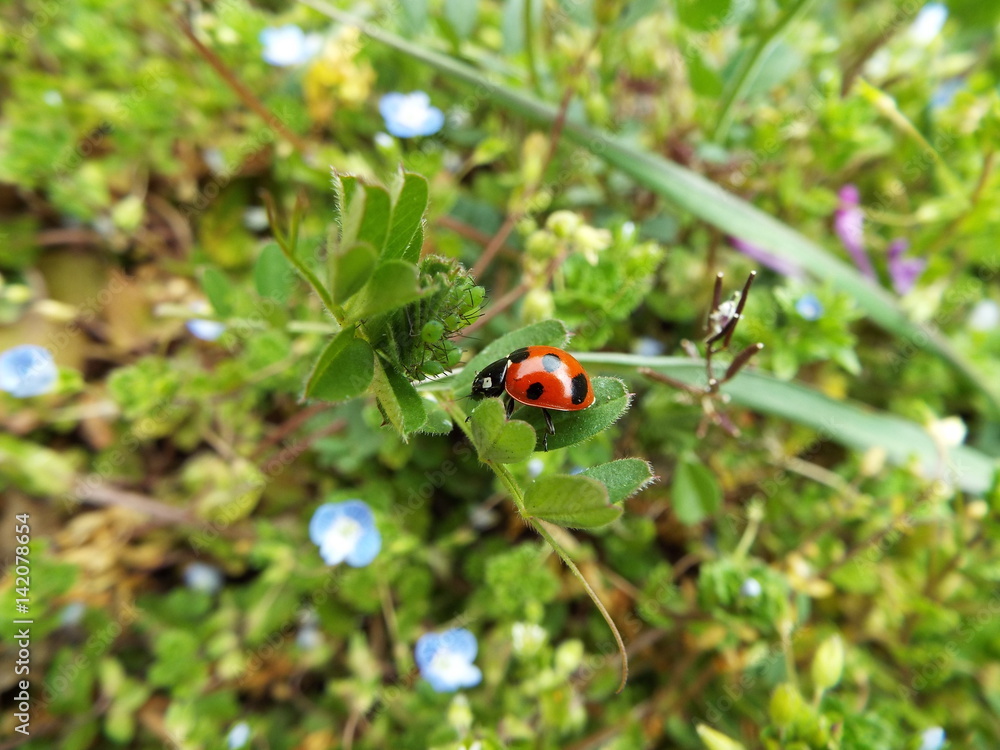 ナナホシテントウとあぶらむし ladybug and aphid ナナホシテントウとあぶらむし ladybug and aphid