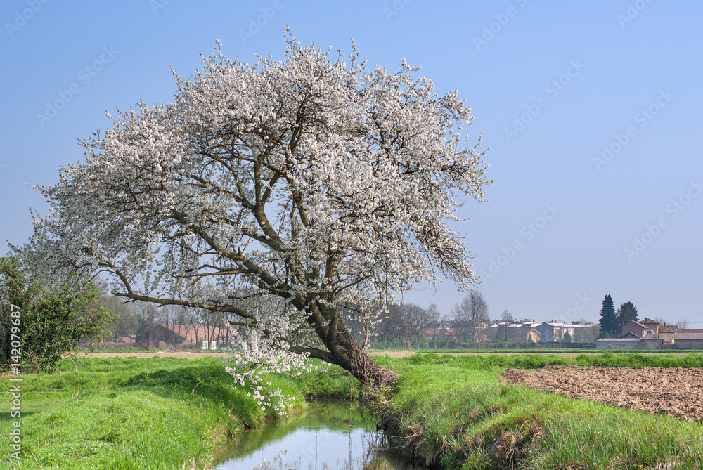 ciliegio selvatico in primavera ciliegio selvatico in primavera