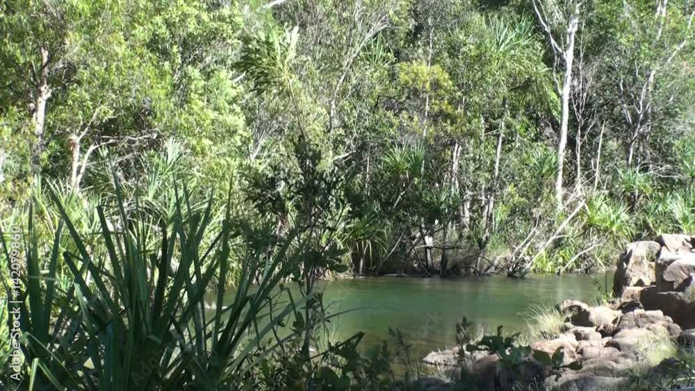 Tropical Forest in the North of Australia Tropical Forest in the North of Australia