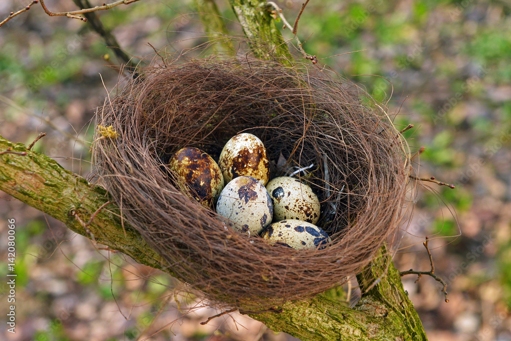 Easter eggs. Easter. Eggs in the nest. Flowers, daisies. Peace. Easter eggs. Easter. Eggs in the nest. Flowers, daisies. Peace.