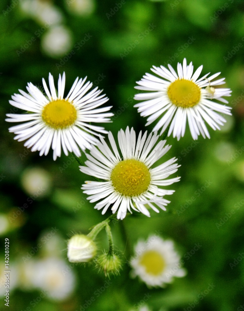 macro white flowers