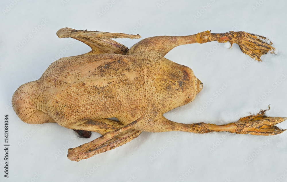 Fototapeta premium Raw goose 8