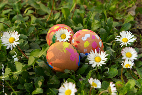 High angle view of Easter colored eggs with flowers. Daisies