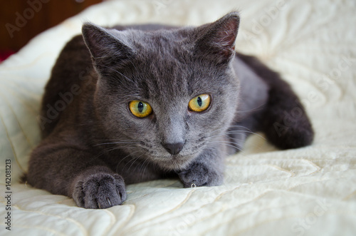 Russian blue cat with yellow eyes is lying