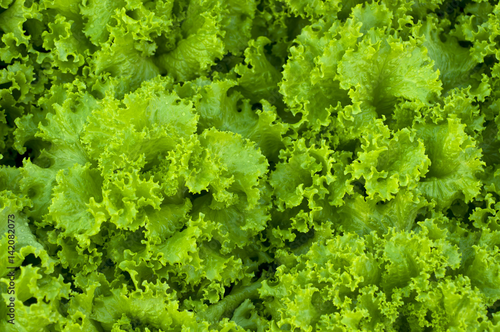 close up Lettuce salad close up Lettuce salad