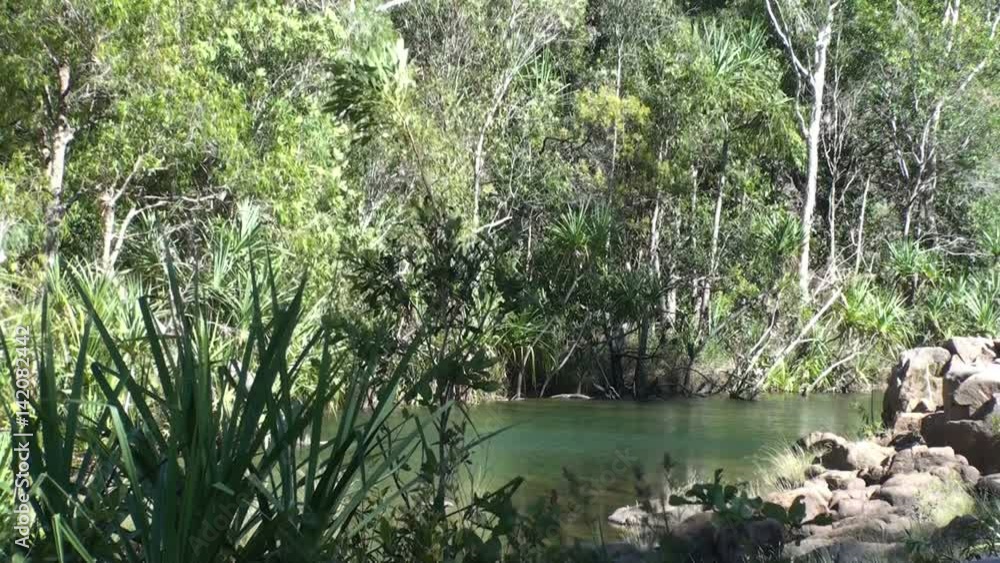 Tropical Forest in the North of Australia Tropical Forest in the North of Australia