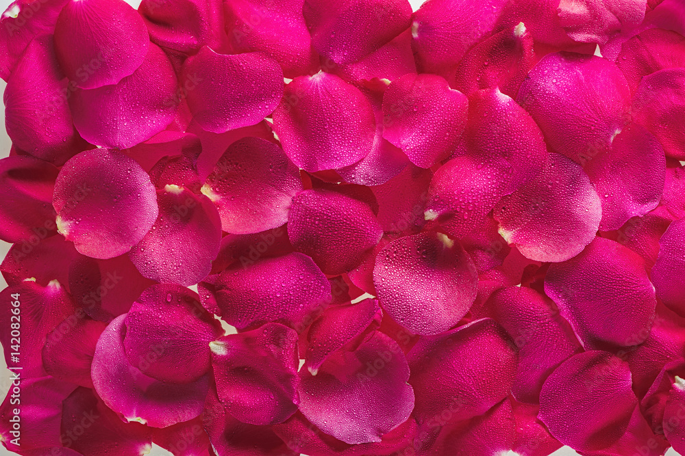 Background from petals of magnificent fresh roses with dew drops Background from petals of magnificent fresh roses with dew drops