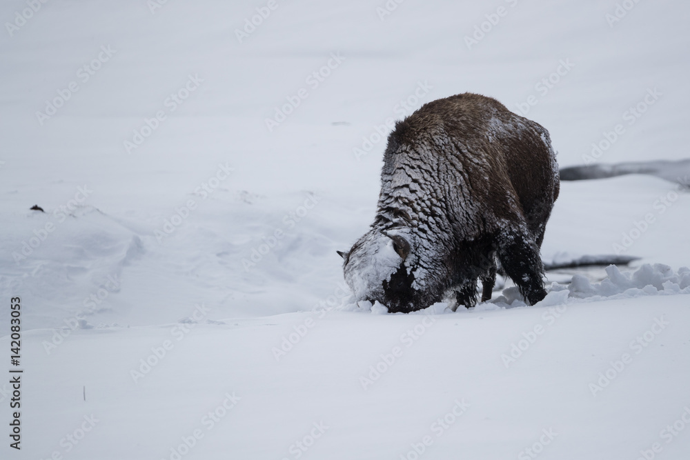 Snowy american bison in winter landscape Snowy american bison in winter landscape